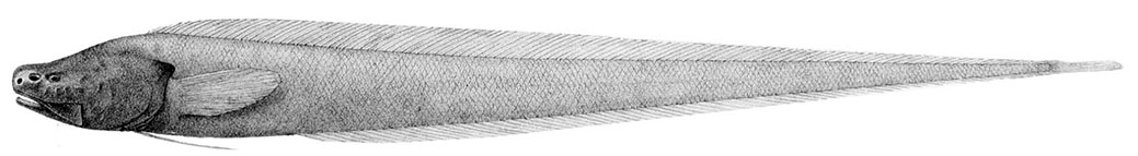 Bassozetus taenia_0001.jpg